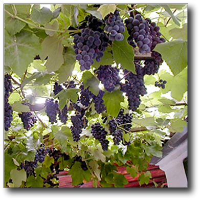 Амурский виноград польза и вред