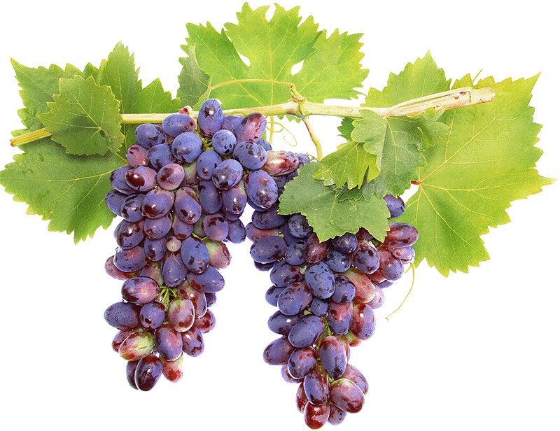 Схемы защитных обработок винограда