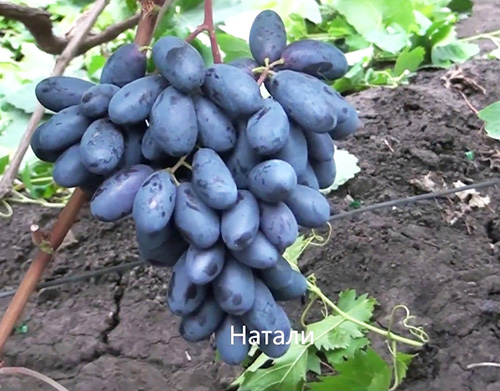 5. Расположение и форма гроздей